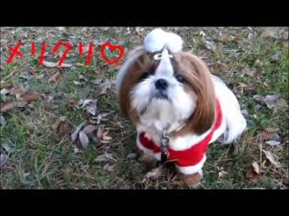 まろんからのクリスマスメッセージ サンタの服を着たシーズー犬の動画