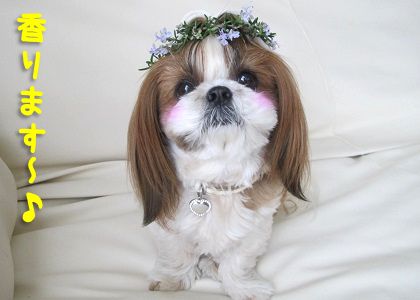 ローズマリーの花冠 ローズマリーの香りを楽しむシーズー犬の画像