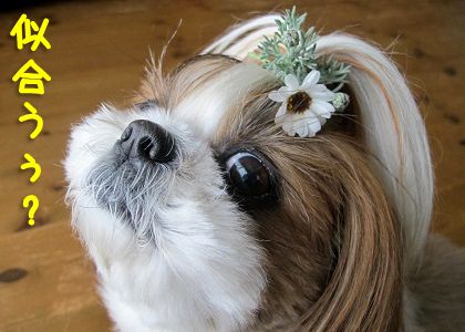 ローダンセマムの髪飾り ローダンセマムの髪飾りをつけたシーズー犬の画像