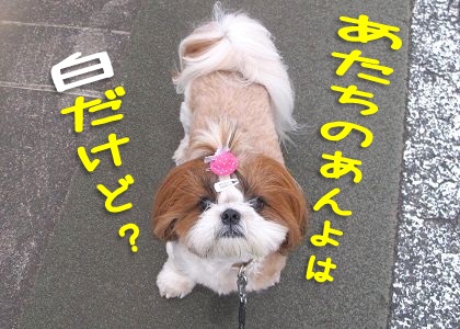 黄色いソックス おしっこで染まった犬の足