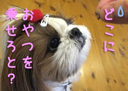 鼻パク 鼻ぺちゃシーズーには無理な芸