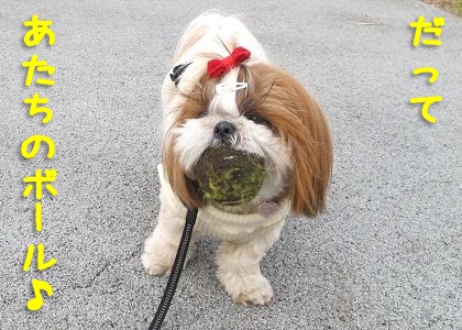 拾ったボールをマイボールにしたシーズー犬まろん
