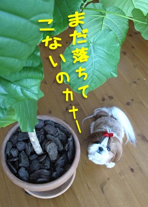シーズー犬まろん with ウンベラータ