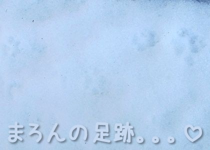 シーズー犬まろんの雪の足跡