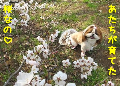 シーズー犬まろんが育てた桜