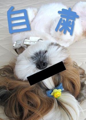 寝相 かわいい犬の寝相いろいろ