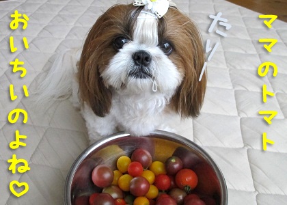 ママのトマトが食べたいシーズー犬まろん