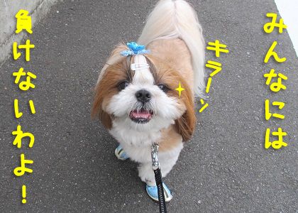 最後の一滴まで マーキングで競う犬の縄張り争い