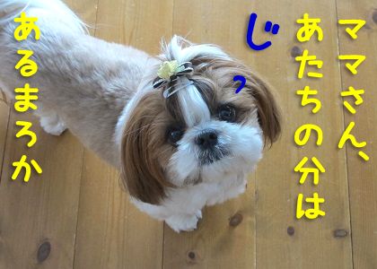 ケチャップで何くのは愛犬の名前