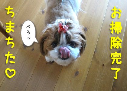 天からうなぎパイ 落ちたうなぎパイのかすを食べて掃除してくれる犬