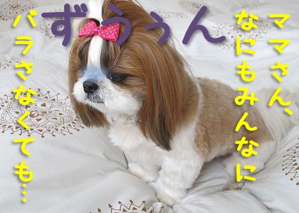 寝ぼけちっこ 寝ぼけて布団におもらしをした犬