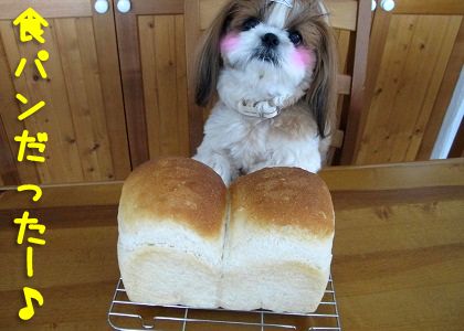 シーズー犬まろんwith食パン