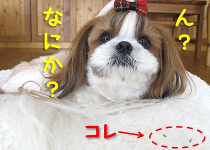 シーズー犬まろん with ひっつき虫