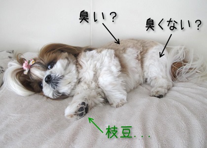 毛色による犬の臭いの違い 一匹の犬の中での部分的な臭いの違いはあるのか