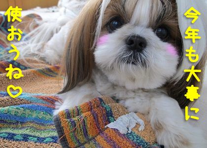 そして今年も 捨てられないタオルケット 子犬の頃にカミカミした思い出のタオルケット