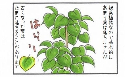 ウンベラータは観賞植物なので基本的にあまり葉は落ちませんが、古くなった葉はたまに落ちることがあります