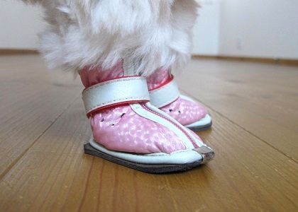 ノーマルの犬靴の履き方