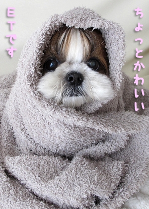 E.T.そっくりなシーズー犬まろん