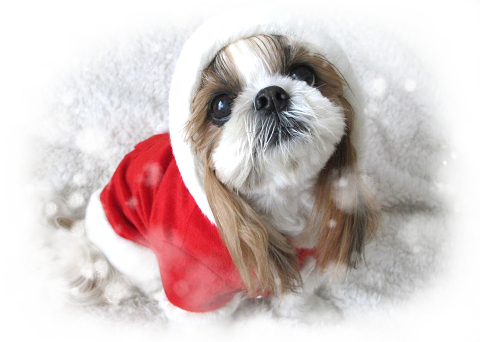クリスマス サンタの服を着たシーズー犬の画像