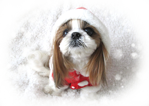 クリスマス サンタの服を着たシーズー犬の画像