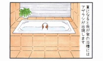 夏になると我が家の浴槽にはアザラシが出現します。浴槽につかる犬