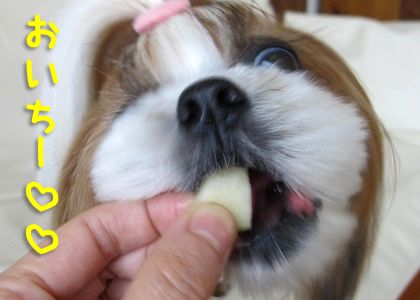 高級りんごを食べるシーズー犬まろん